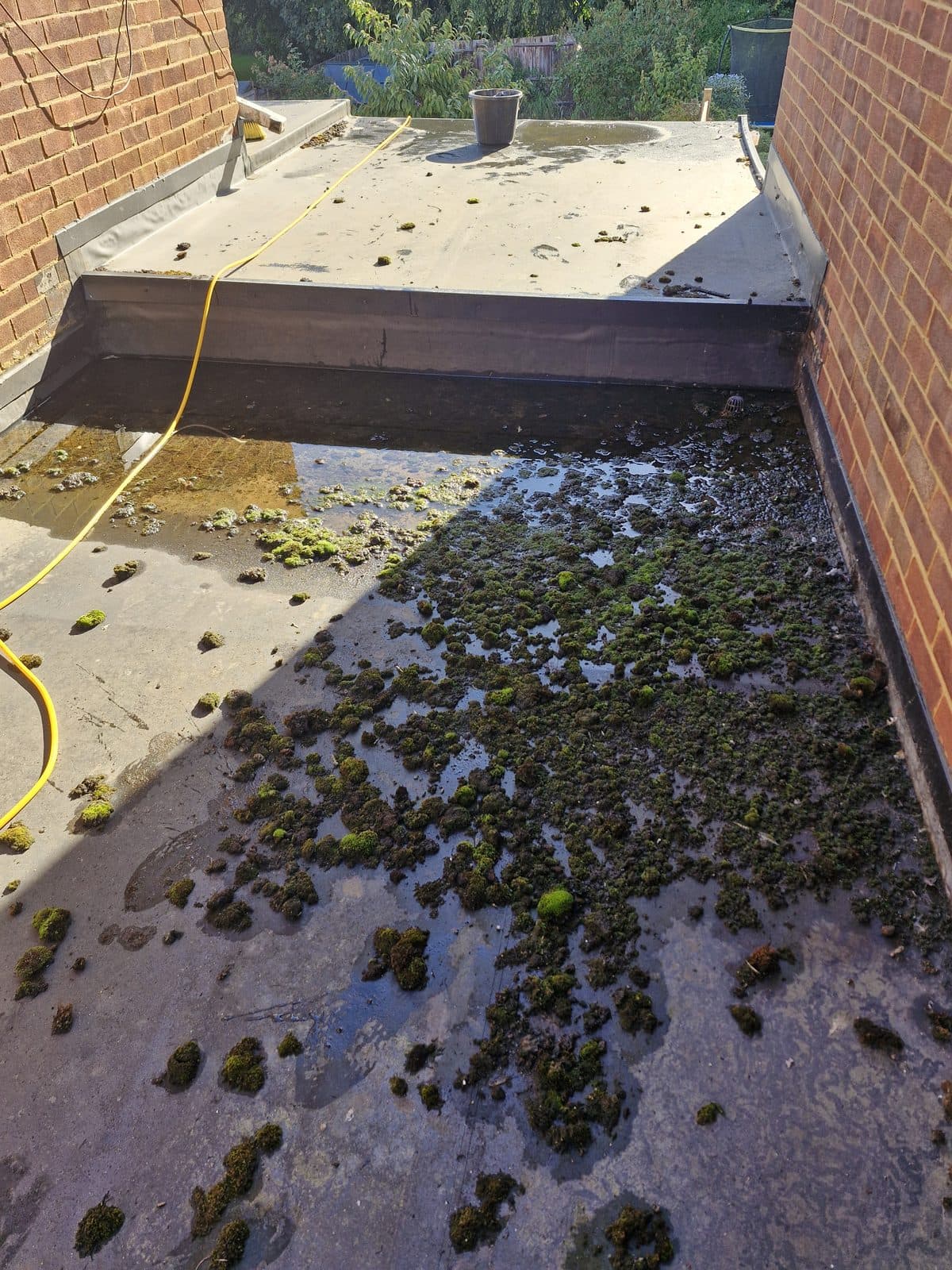 A flat roof between two brick walls, covered in clumps of moss.