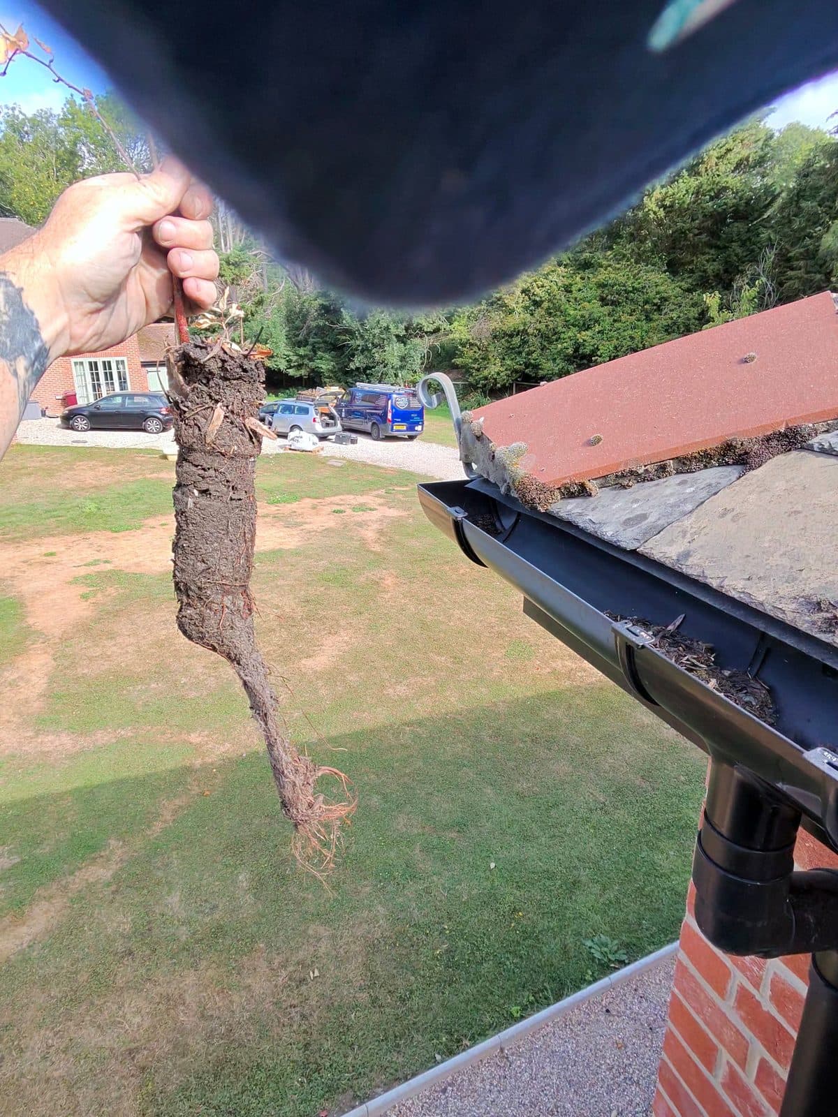 A hand holding a long clump of moss and roots pulled out of a gutter.