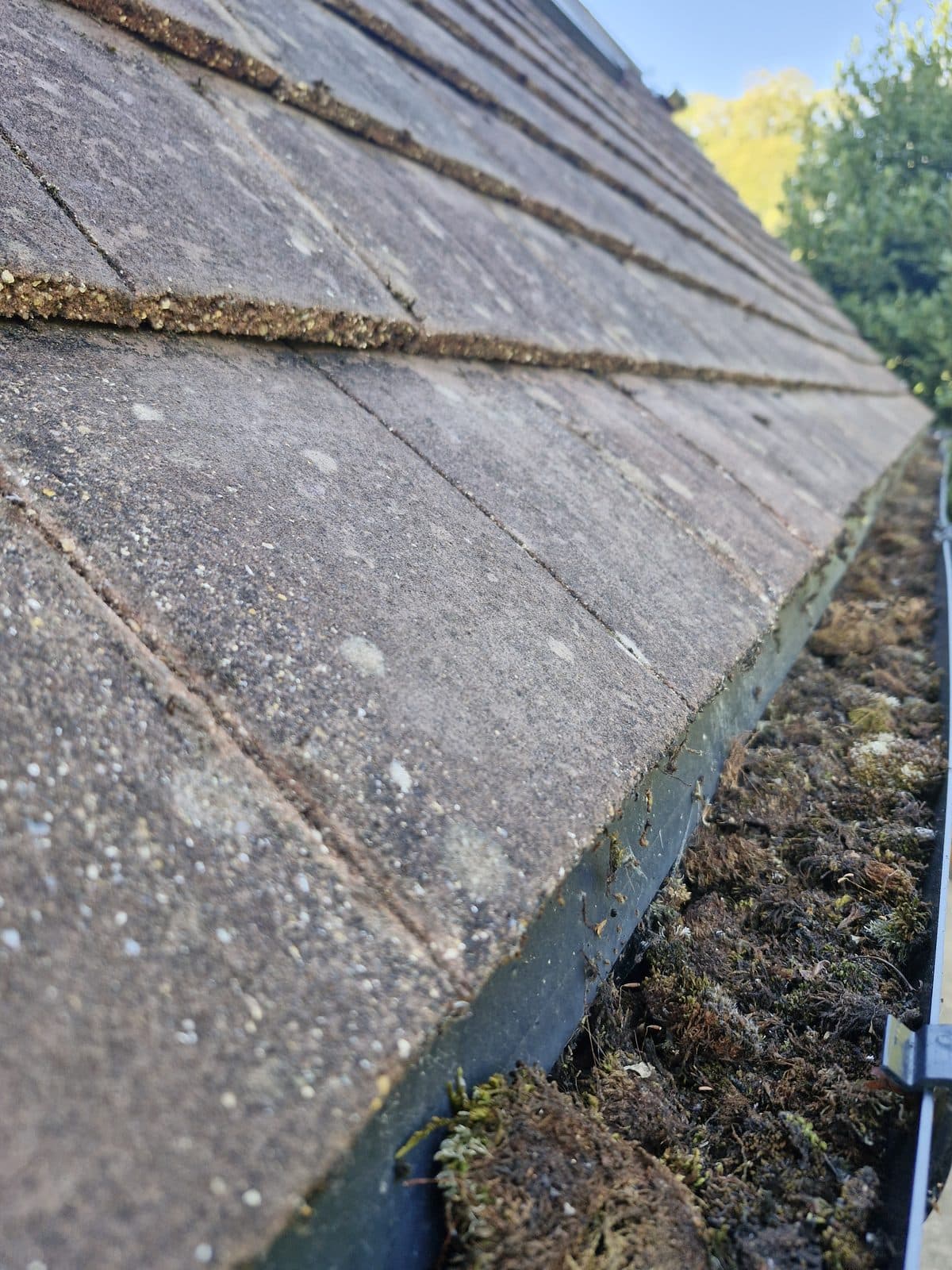 A gutter along a tiled roof edge, full of moss.